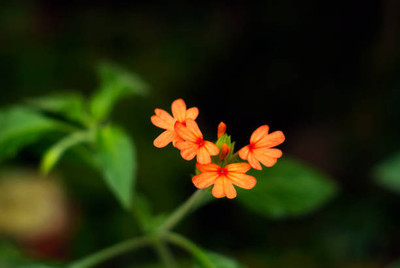 gothali kanakambaram-firecracker-crossandra Seed(21 per packet)