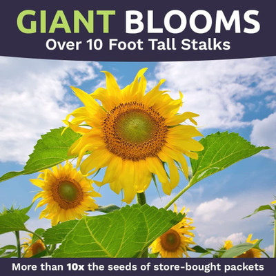 VibeX PAU-62 - Mammoth Grey Stripe Sunflower - (1350 Seeds) Seed(1350 per packet)