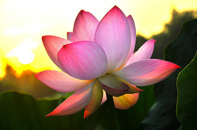 JAGREX lotus,kamal gatta Seed(14 per packet)