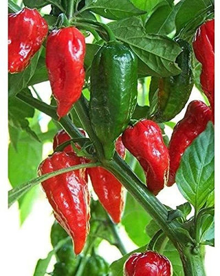 Pbevergreen Chilli Seed(250 per packet)
