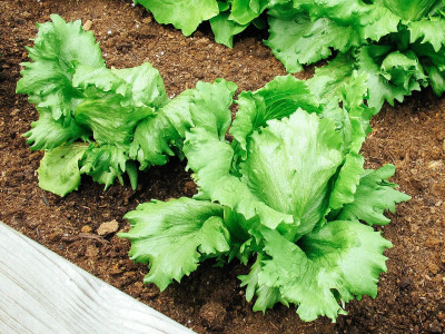 VIATION Crisphead/iceberg lettuce Seed(250 per packet)