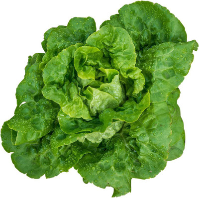 CYBEXIS PUAS-94 - Buttercrunch Lettuce - (1350 Seeds) Seed(1350 per packet)
