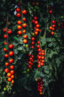 HOLIC STORE tomato Seed(55 per packet)