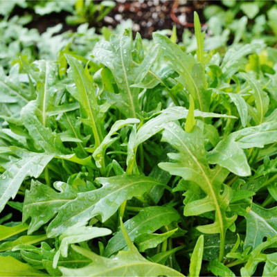 CYBEXIS HUA-14 - Wild Arugula - (750 Seeds) Seed(750 per packet)