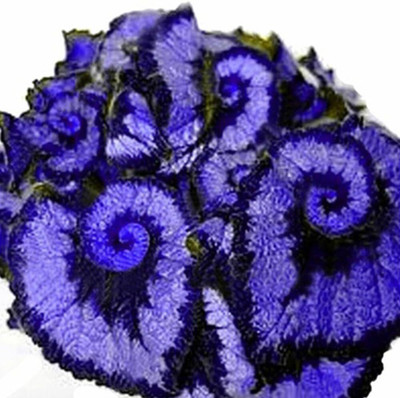 Qualtivate LX-13 Begonia Seeds(Double Color)(Purple)(Sapphire Blue) Seed(25 per packet)