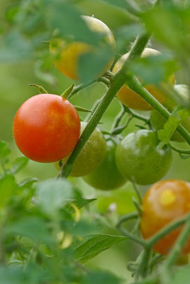 Pihu tomato Seed(115 per packet)