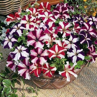 CYBEXIS Petunia Star Pro Flower Seed(50 per packet)