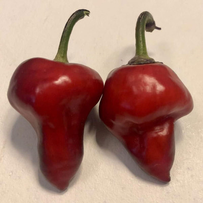 KNESSiN F1 Hybrid Purple UFO Pepper Seeds for Terrace Gardening-(2400 Seeds) Seed(2400 per packet)