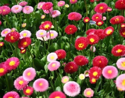 CYBEXIS DAISY DOUBLE MIXED SEEDS200 Seeds Seed(200 per packet)