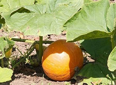 CYBEXIS VVI-72 - Kaddu Kohda Pumpkin कोहड़ा बीज - (100 Seeds) Seed(100 per packet)
