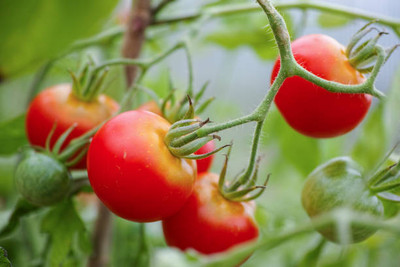 Heen Fab tomato Seed(100 per packet)