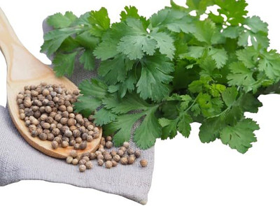 LPT HARA DHANIYA Seed(50 per packet)