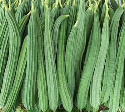 Cloud Farm Dhari Tori Seed(40 per packet)