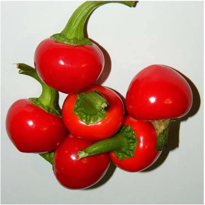 DIVINE CHILLI , PEPPER Seed(125 per packet)