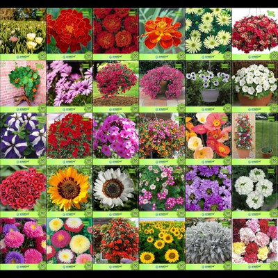 ibains Winter flowers seed Seed(38 per packet)