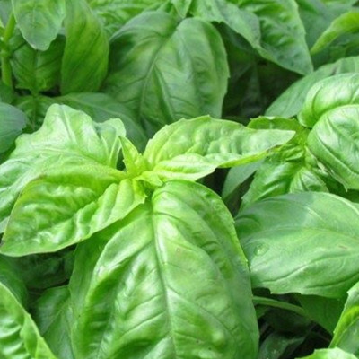 VibeX ® XXL-15 Napolitano Mammoth-Leafed Basil Seed(1000 per packet)