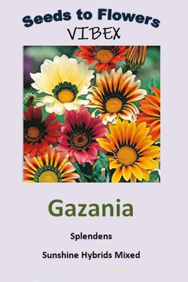CYBEXIS Gazania Sunshine Mix Seed(50 per packet)