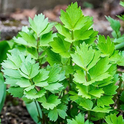 CYBEXIS LX-13 - Lovage Herb Plant - (750 Seeds) Seed(750 per packet)