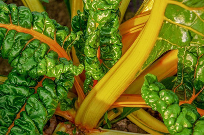 XOLDA Swiss chard yellow Vegetable Seed(30 per packet)