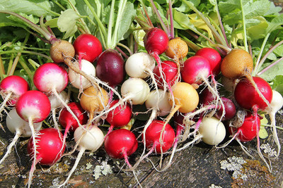 CYBEXIS VXI-53 - Radish Rainbow Mix - (2250 Seeds) Seed(2250 per packet)