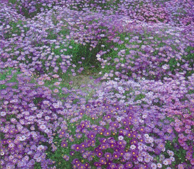 CYBEXIS HUA-48 - Chrysanthemum - (270 Seeds) Seed(270 per packet)