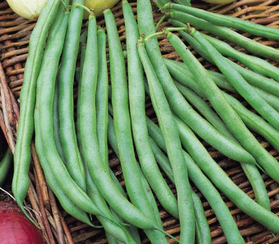 KNESSiN French Beans Seed(400 per packet)