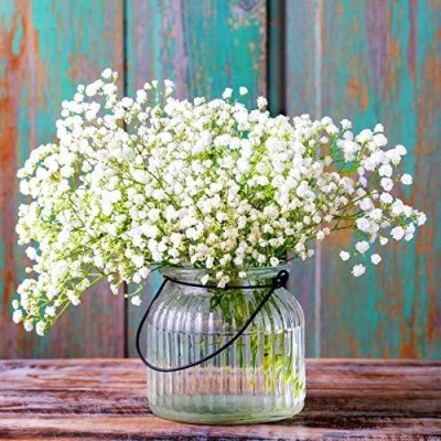 CYBEXIS Gypsophila Beautiful White Flower Seeds F1 Hybrid Special Pack Seed(50 per packet)