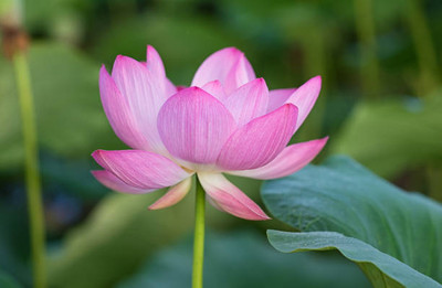 Alishaa lotus,kamal gatta Seed(14 per packet)