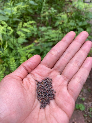 WILLVINE AMR -I Open Pollinated Broccoli Waltham 29 [10g] Seed(3000 per packet)