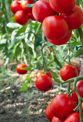 pottit tomato Seed(30 per packet)