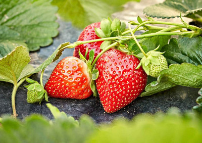 Aywal Strawberry Fruit Seed(40 per packet)