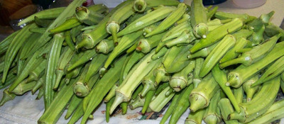 Qualtivate HYB-9A Longhorn Okra - Huge Soft PODS Seed(350 per packet)