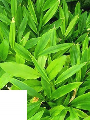 CYBEXIS PAU-28 - Cardamom -Veldode -Yallaki -EalaChai - (540 Seeds) Seed(540 per packet)
