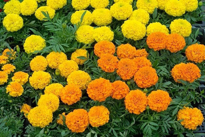 VibeX ® XXL-546 Dwarf Marigold Seeds Seed(500 per packet)