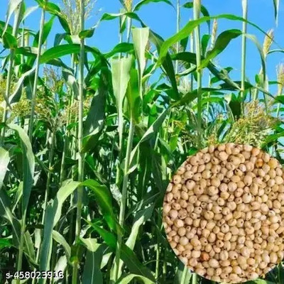Green view CoFS 29 (Fodder Sorghum Sudan Hybrid) Seed(1 per packet)