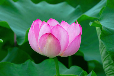 OMOM lotus,kamal gatta Seed(11 per packet)