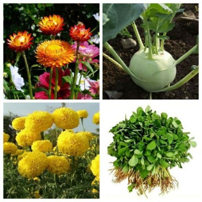 SimXotic Helichrysum Flowers, Marigold Yellow Flowers, Methi Fenugreek & Knol Khol Green Seed(4 per packet)