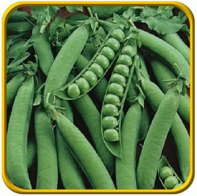Qualtivate RES-1A Sugar Daddy Pea Seeds Seed(200 per packet)