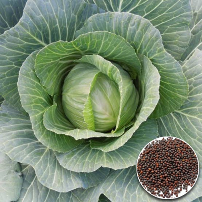 Greenfall Hybrid F7 Cabbage Seed(50 per packet)