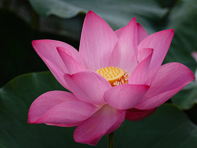 Marwal Creation lotus,kamal gatta Seed(15 per packet)