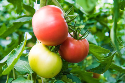 Abamec tomato Seed(130 per packet)