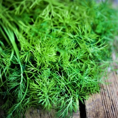 GRAXY Dill Soya Herb Anethum graveolens Seed(500 per packet)