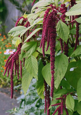 Lorvox Amaranthus Mixed Color Flower Seeds For All Season Seed(8 per packet)