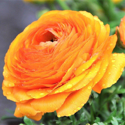 Epazo Buttercup/Ranunculus (Snow White) Imported and Healthy Flower Bulbs Seed(1 per packet)