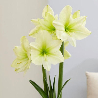 Cloud Farm amaryllis lily for summer pack of 5 bulbs Seed(5 per packet)