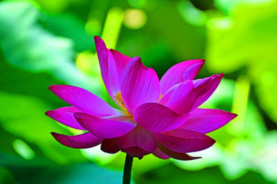 ARTA store lotus,kamal gatta Seed(10 per packet)