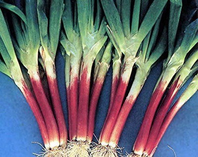 VibeX ® LXI-507 Red Beard Japanese Bunching Onion Seed(1000 per packet)