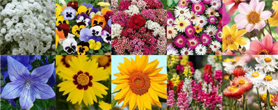 Agnico Agnico 10 Variety Of Flower Seeds Combo Pack With Instruction Manual.… Seed(10 per packet)