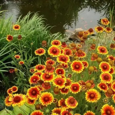 Aro Gaillardia, Pulchela Double Mix Seed(129 per packet)