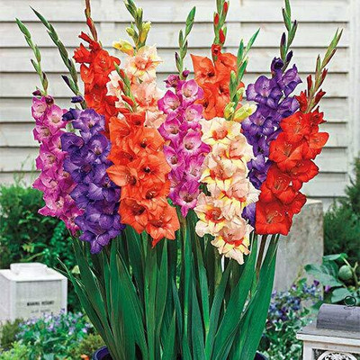 Cloud Farm GLADIOULUS Seed(14 per packet)
